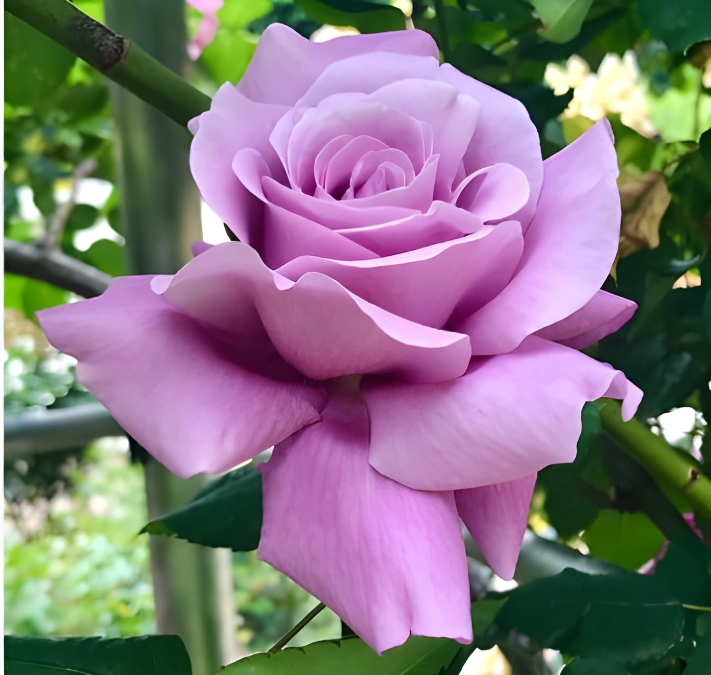 Green view® Lavender Flower Plant Climbing Rose | Rare Purple-Pink Climber Rose Bush | Grafted Hybrid Live Plant for Terrace Garden Balcony