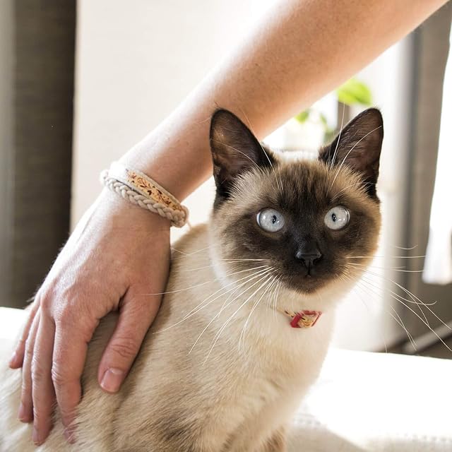 Foto 4 de 6 de Pettsie Collar de gatito, pulsera de la amistad, ajustable de 5 a 8 pulgadas