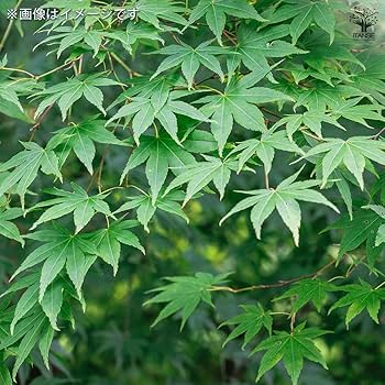 Amazon.co.jp: ITANSE イロハモミジ 8号 1個売り【初心者向け