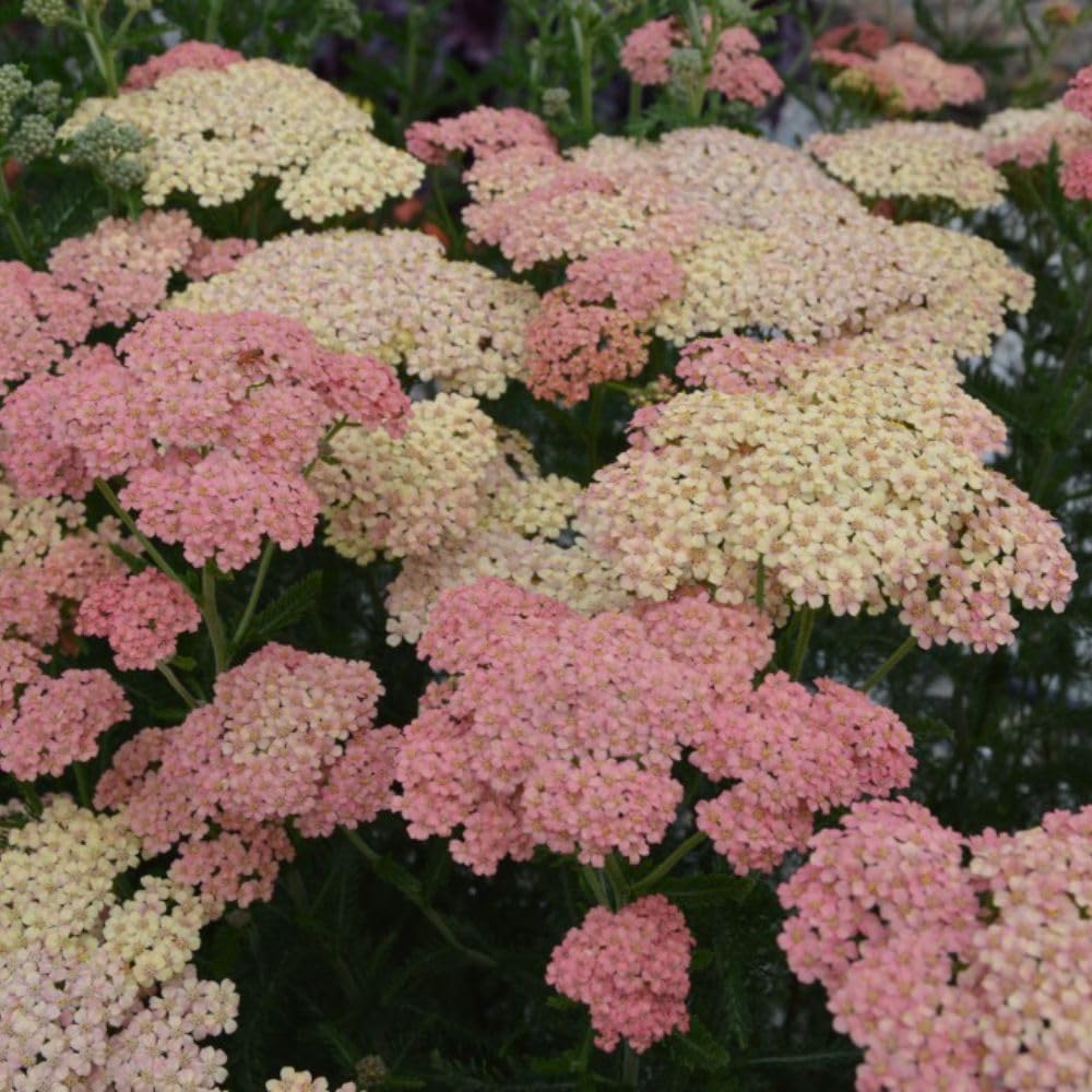 Achillea millefolium 'Salmon Beauty' - Hardy Perennial with Coral & Peach Flowers - Attracts Bees - RHS Award Winner โ 1x 1 Litre Potted Plant by Thompson & Morgan