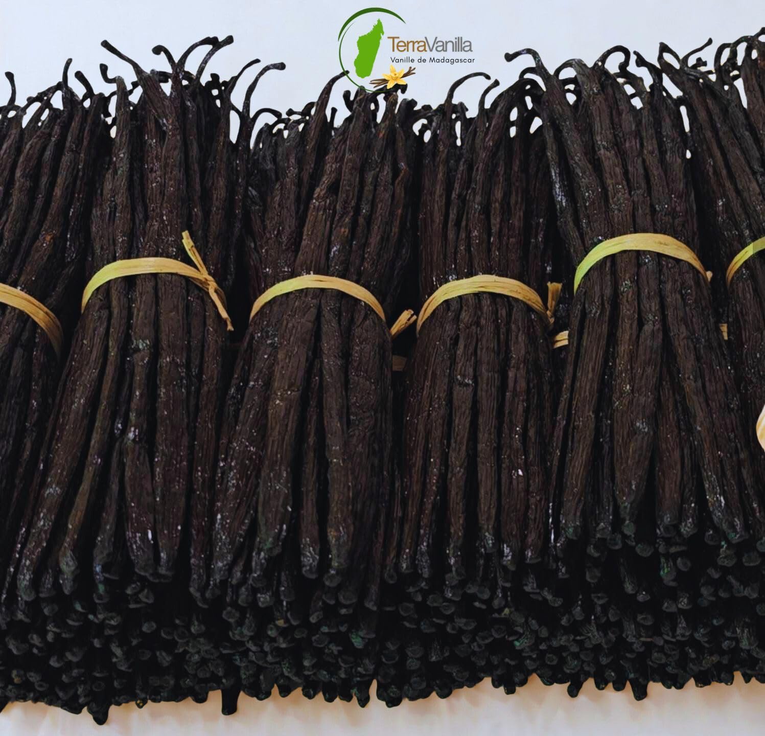 TerraVanilla Vanille de Madagascar Gourmet - Gousse 17-19 cm - 50 Gousses - Qualité Bourbon
