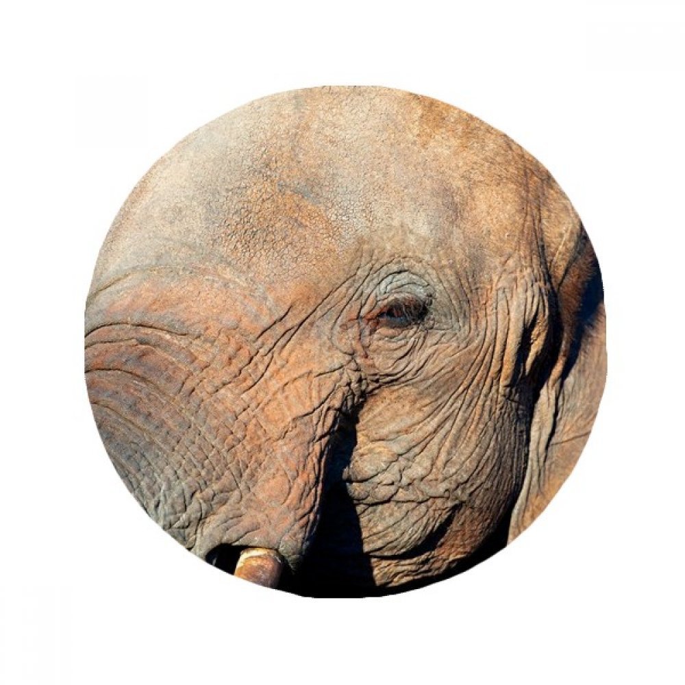 Tapis anti-slip éléphant sauvage pour éviter les glissades au sol