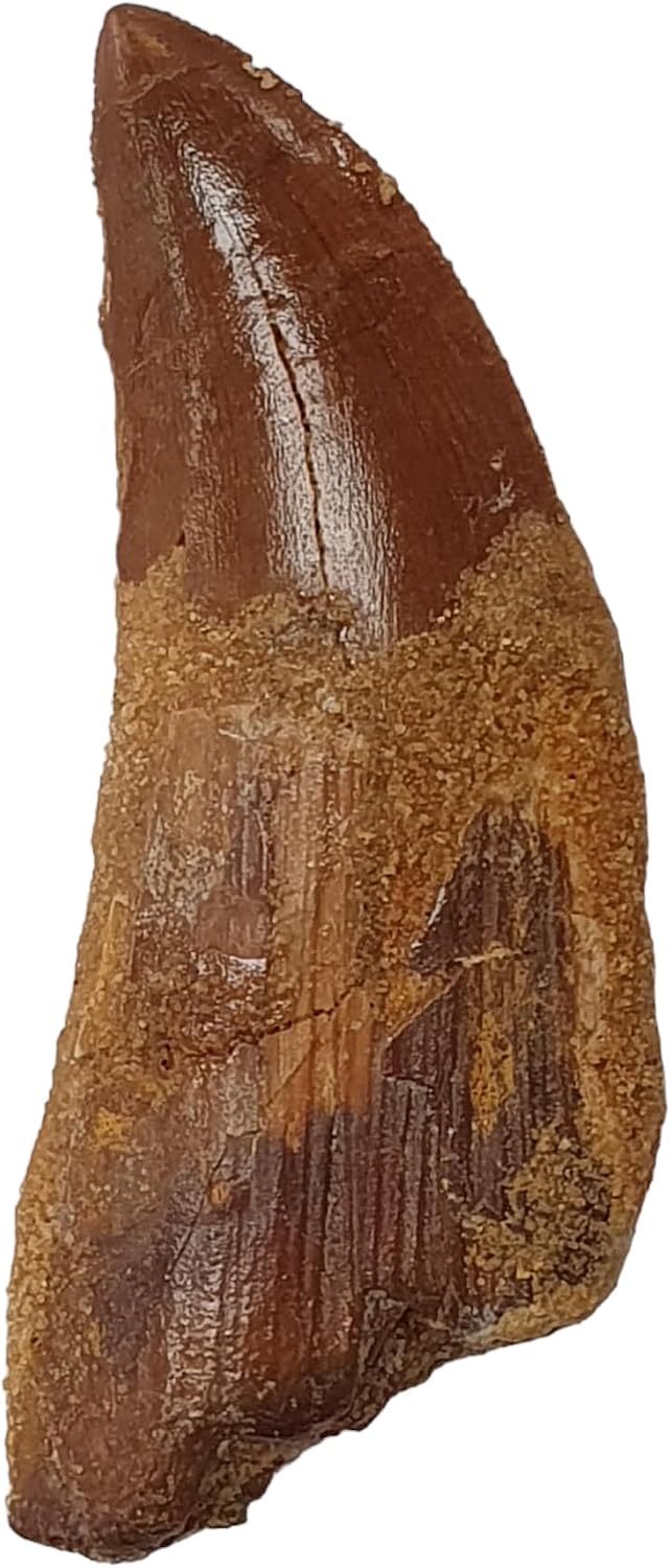 Carcharodontosaurus saharicus (Tooth) African Trex Dinosaur Fossil Fossils DABO5
