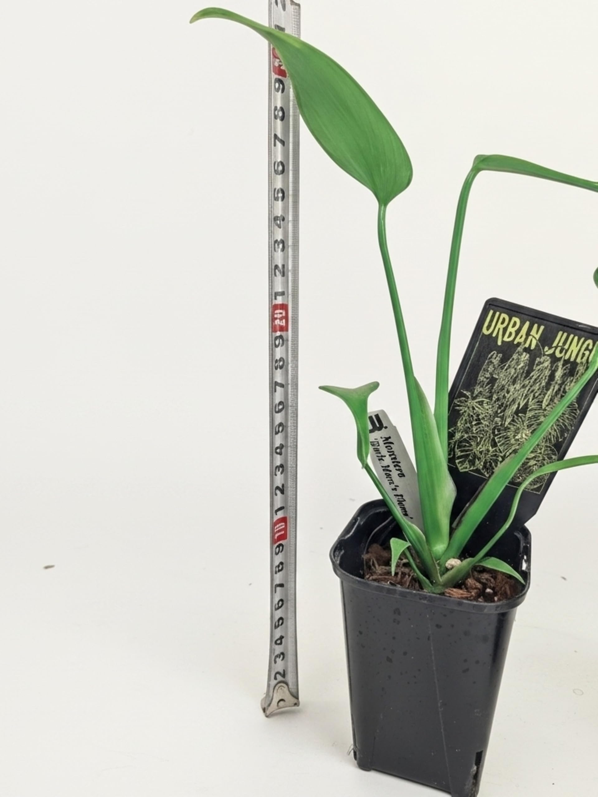Amazon｜モンステラ バールマルクスフレーム 3.5号 苗 観葉植物 希少