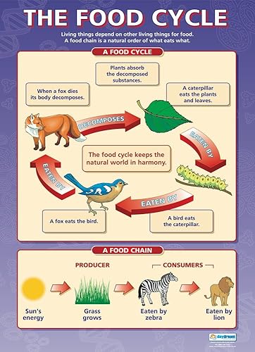 Miniatura 3 de Daydream Education Cadenas de alimentos y el ciclo alimentario - Juego de 2 - Papel brillante - FORMATO GRANDE 33 x 23.5 pulgadas - Decoración de