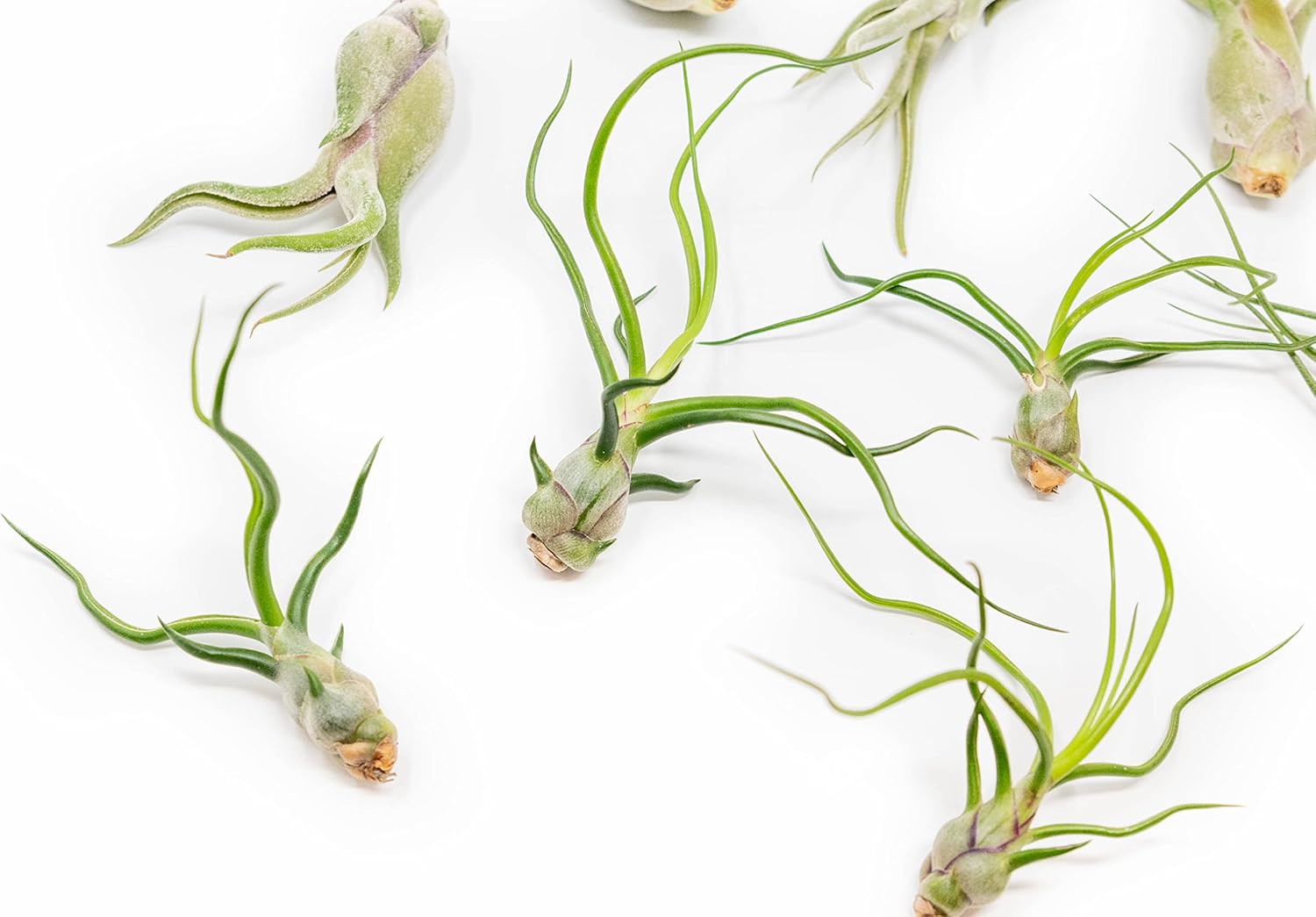 Pack of Wild Ones Air Plants - Tillandsia Caput Medusae, Butzii & Bulbosa Guatemala - Succulent House Plants for Holders - Available in Wholesale/Bulk - Easy Care Indoor/Outdoor Plants (Pack of 50)