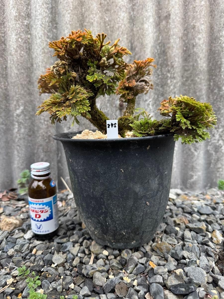 a＆e21 イワヒバ寄せ植え盆栽 大小11幹有り 山野草盆栽 激安