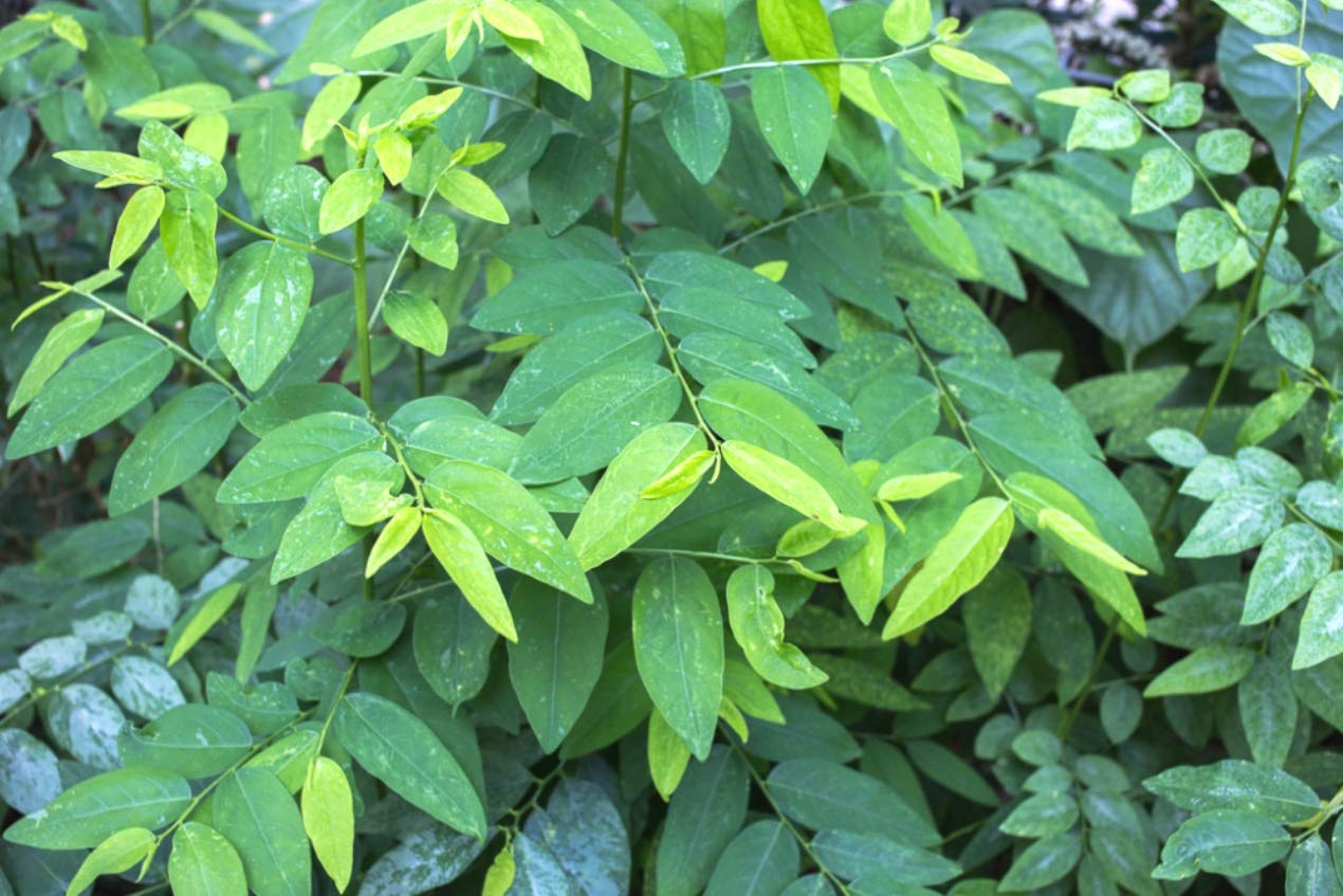 See full amazon price history chart for Plantzoin Sweet leaf bush Multi vitamin plant Sauropus androgynous Multivitamin Live Plant Plantzoin Sweet leaf bush Multi vitamin plant Sauropus androgynous Multivitamin Live Plant (B08WLQ194Y) Amazon Price History, Amazon Price Tracker