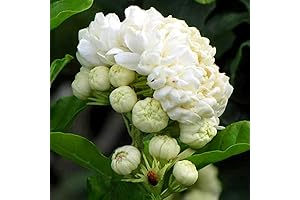 Elevate Home Decor with Majestic Grand Duke of Tuscany Jasmine Live Plants