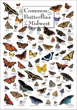Earth Sky + Water - Common Butterflies of the Midwest - Poster 19 X 27
