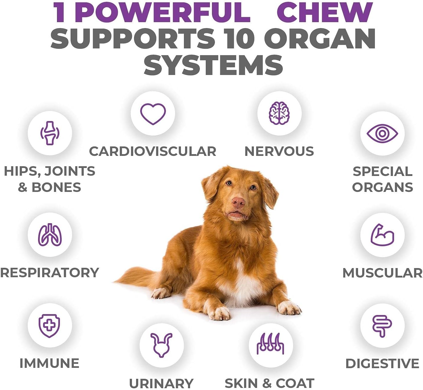 senior dog multivitamin