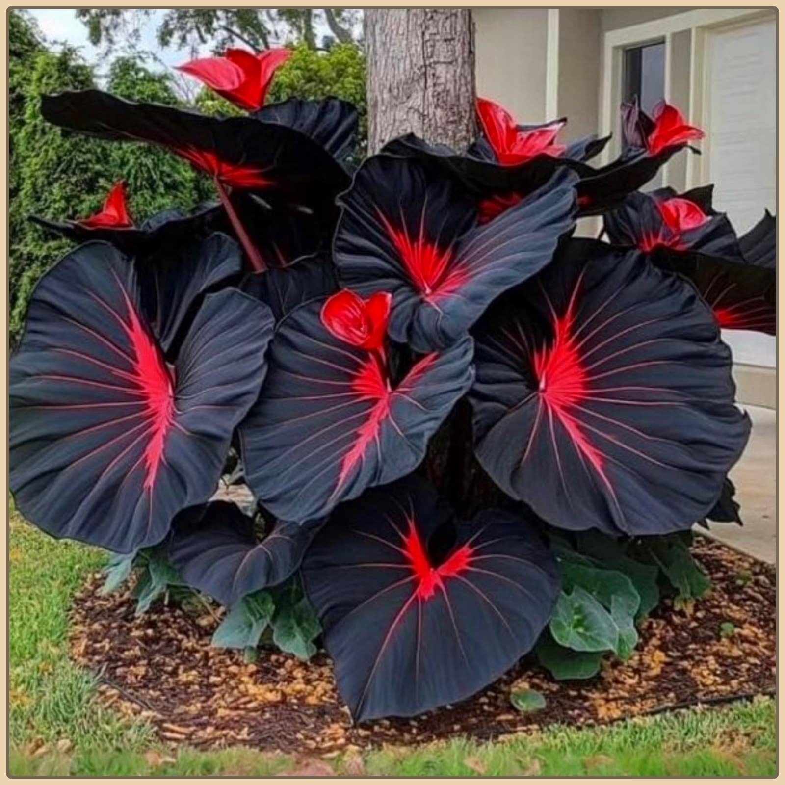 Elephant Ear Bulbs, Hardy Perennial,Elephant Ear Plants UK, Excellent Display,Cut Flowers,Fragrant-3 Bulbs-H