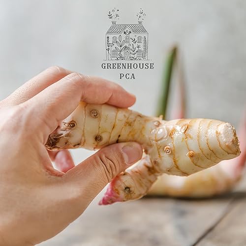 Miniatura 5 de 3 rizomas galangales para plantar. ¡Cultiva un hermoso follaje tropical y produce tubérculos comestibles utilizados en la cocina tailandesa!