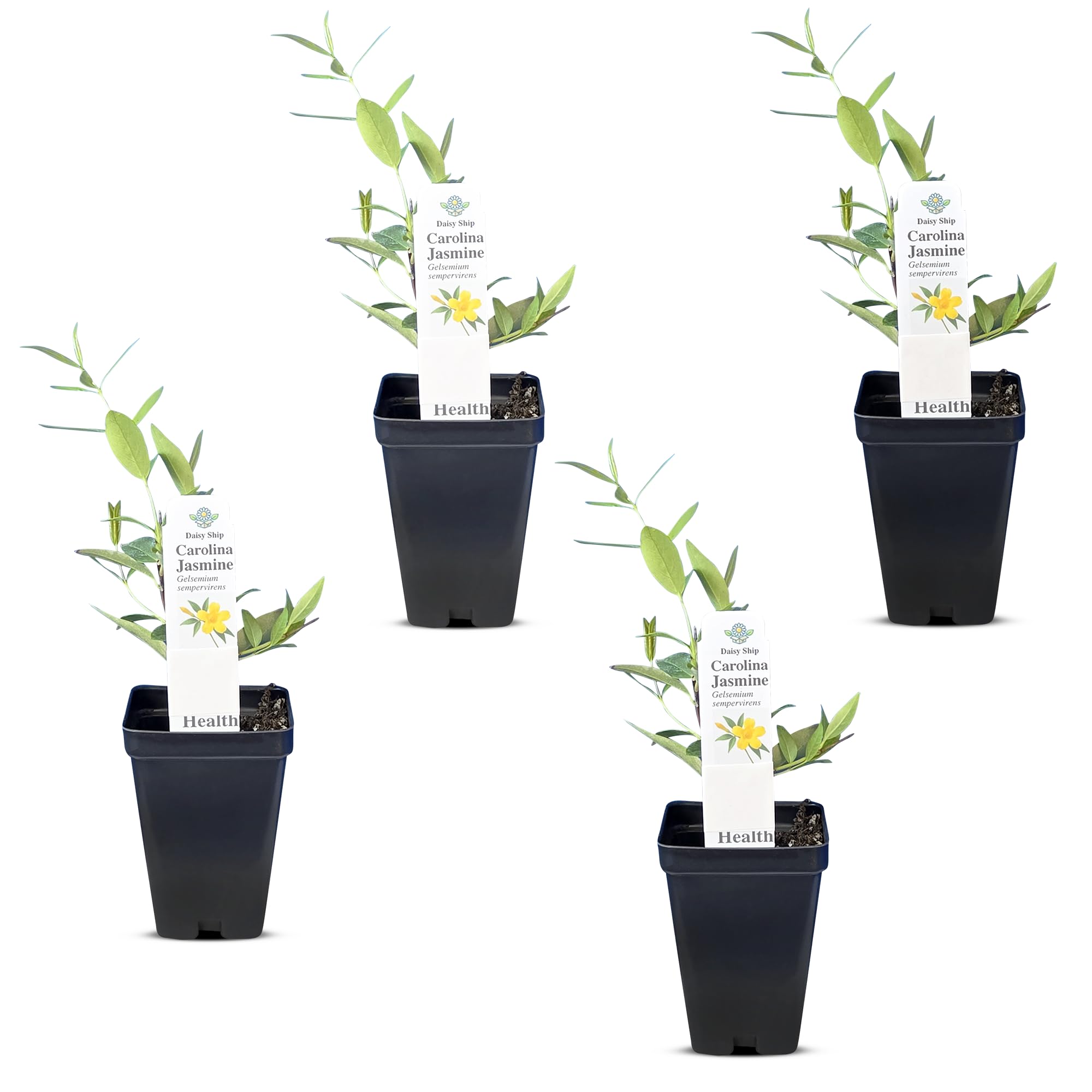 Carolina Jasmine 4 Cups