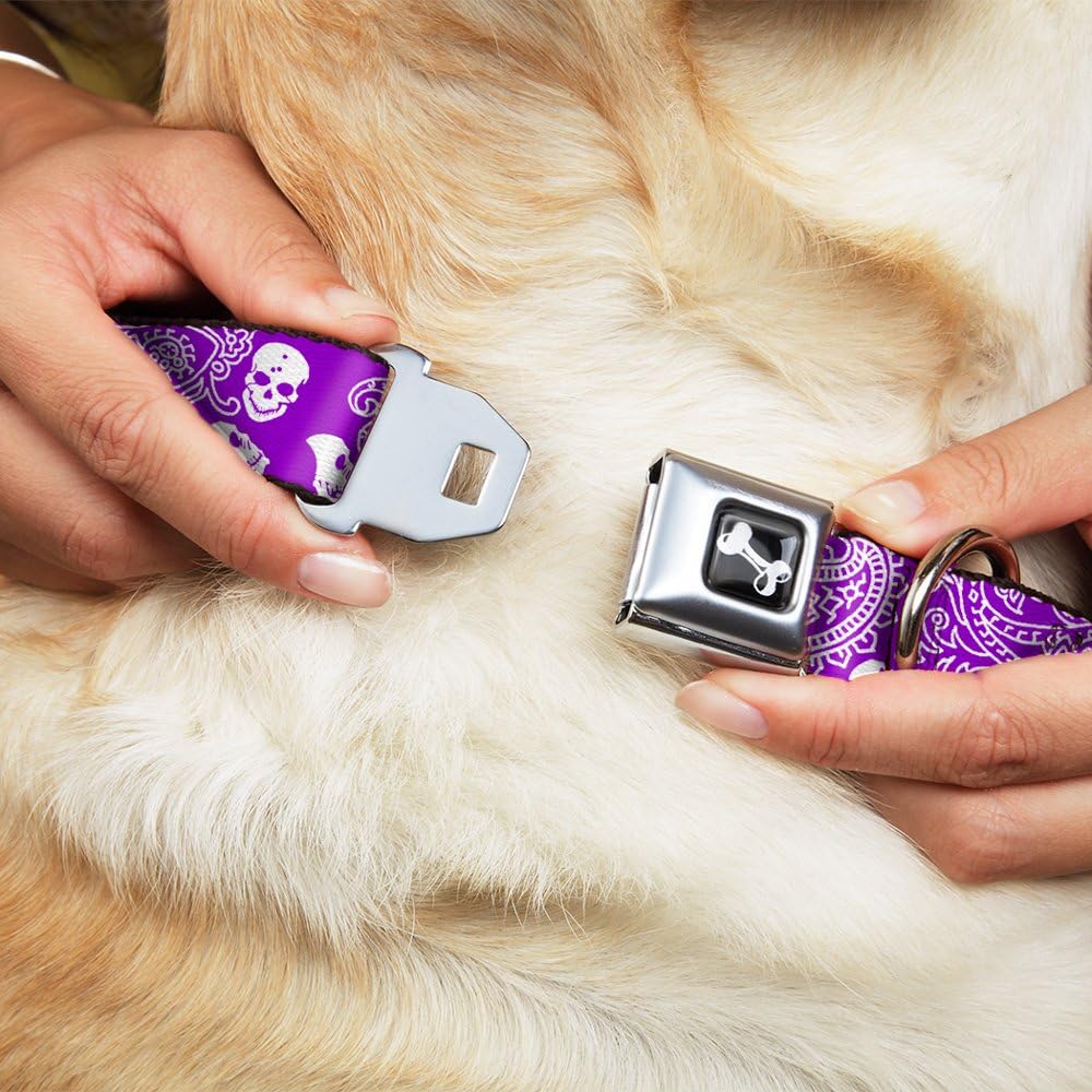 Dog Collar Seatbelt Buckle Bandana Skulls Purple White 11 to 17 Inches 1.0 Inch Wide