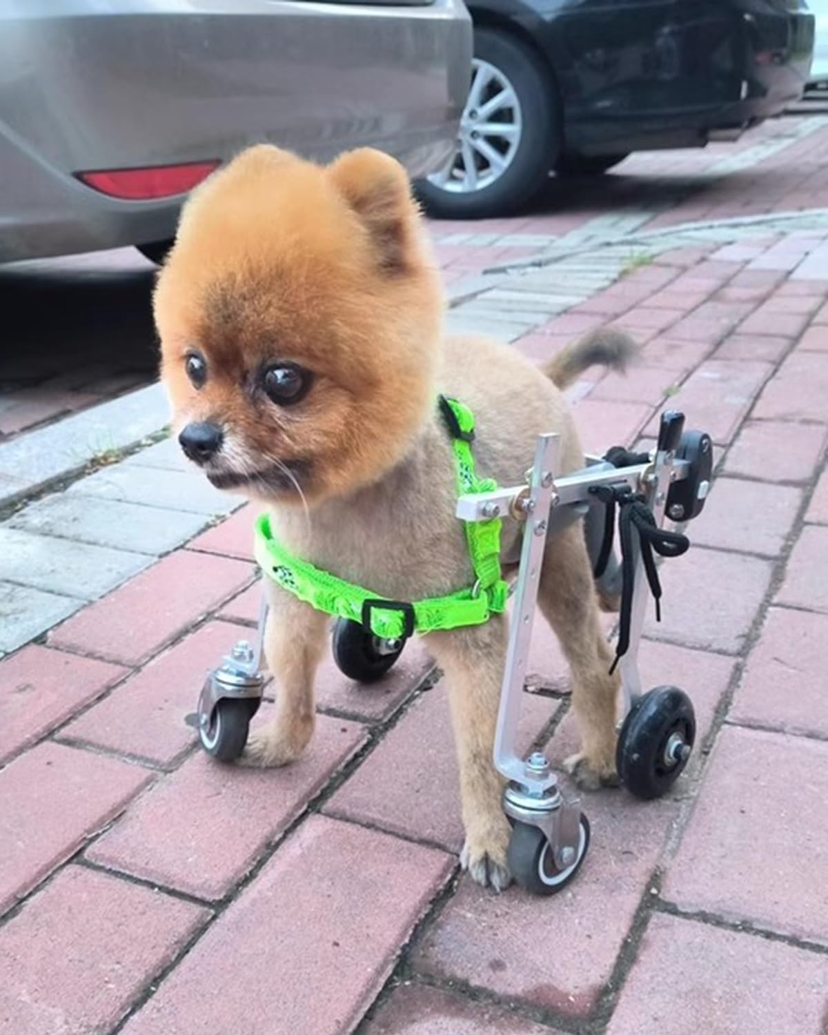 Haustier-Rollstuhl für Hunde und Katzen, volle Unterstützung, Rehabilitationswagen mit 4 Rädern, Mobilitätshilfe für Vordere Hinterbeine, Übungs-Recovery Tool