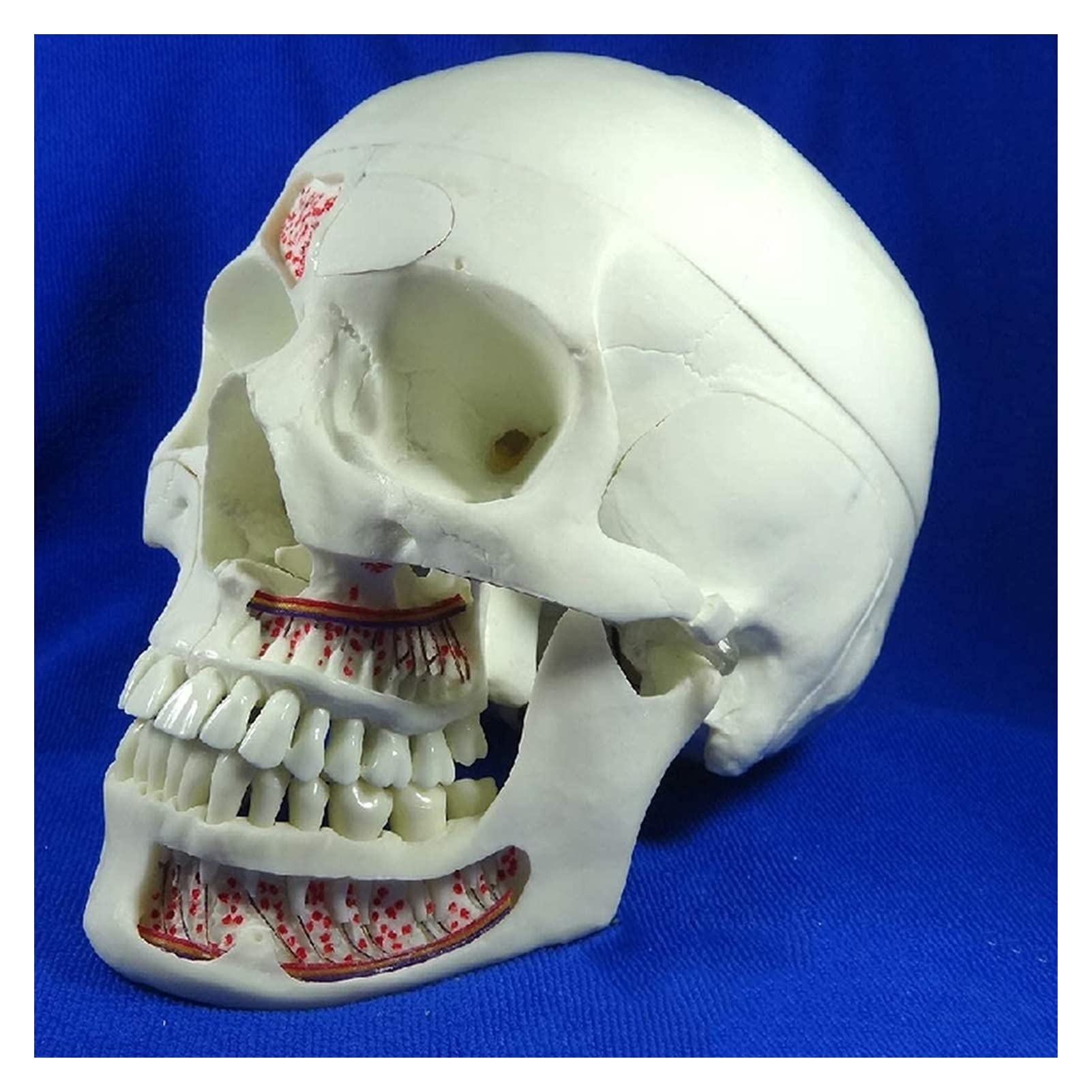 GTHTUHFD Human Skull Model Replica Medical Anatomy Adult Model Detachable Skull Neurology Skull Stomatology Teaching Skeleton Model