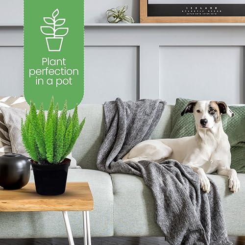 Vista 28 de American Plant Exchange Planta de helecho cola de zorro viva, maceta para decoración del hogar y jardín, maceta de 10 pulgadas