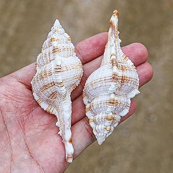 Amazon.co.jp: 装飾用の大きな巻き貝、天然の珍しい貝殻10cm。家