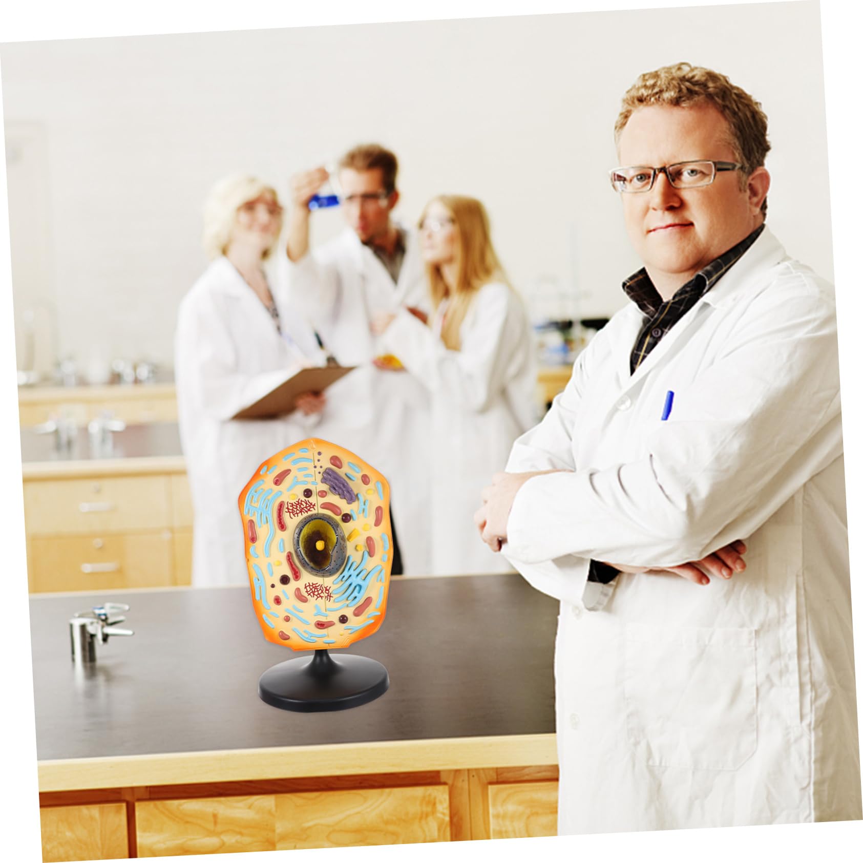 Anatomisches Tierzellmodell zur Demonstration und Studium von Tierzellen aus ABS Lehrmodell für Biologieunterricht und Lernzwecke in Schule