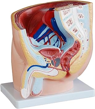 実習解剖学　絶版 Amazon.co.jp: 実習解剖学 : 山田 致知, 萬年 甫: 本