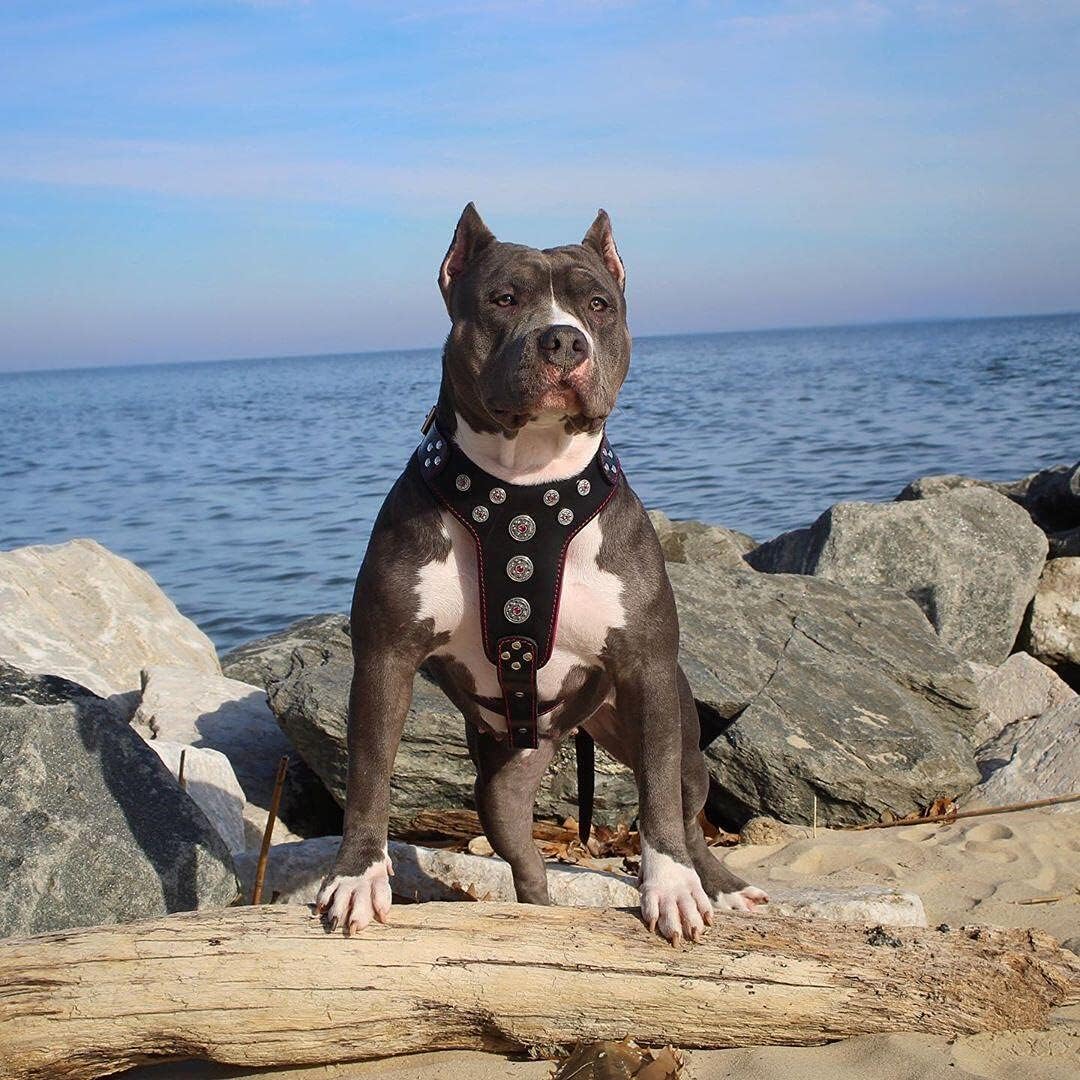 Bestia Bijou Genuine Leather Studded Dog Harness for Medium to Large Breeds