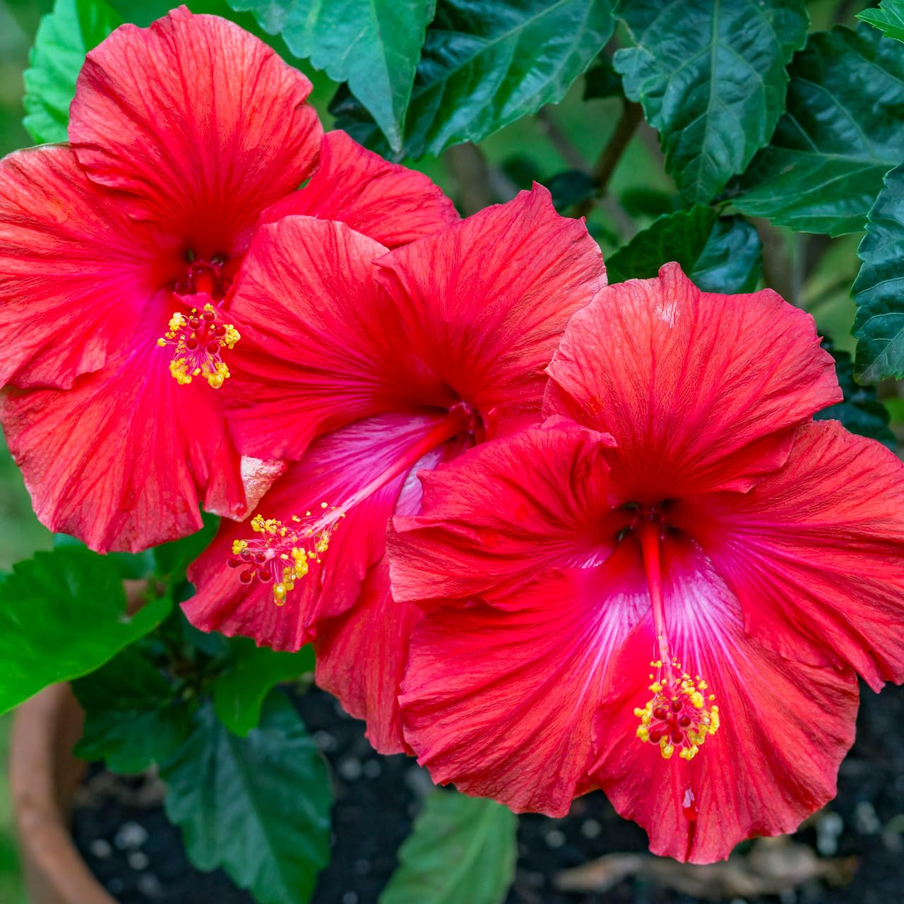 See full amazon price history chart for Hibiscus gudhal beautiful garden flower plant (hybrid) from Plants Lover Hibiscus gudhal beautiful garden flower plant (hybrid) from Plants Lover (B09C435261) Amazon Price History, Amazon Price Tracker