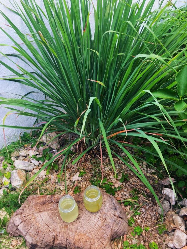 PLANTOGALLERY Herb Seeds | Lemon Grass Medicinal Plant Seeds For Planting in Home Garden (100 Seeds Pack) (B09BG1QLJW) Amazon Price History, Amazon Price Tracker