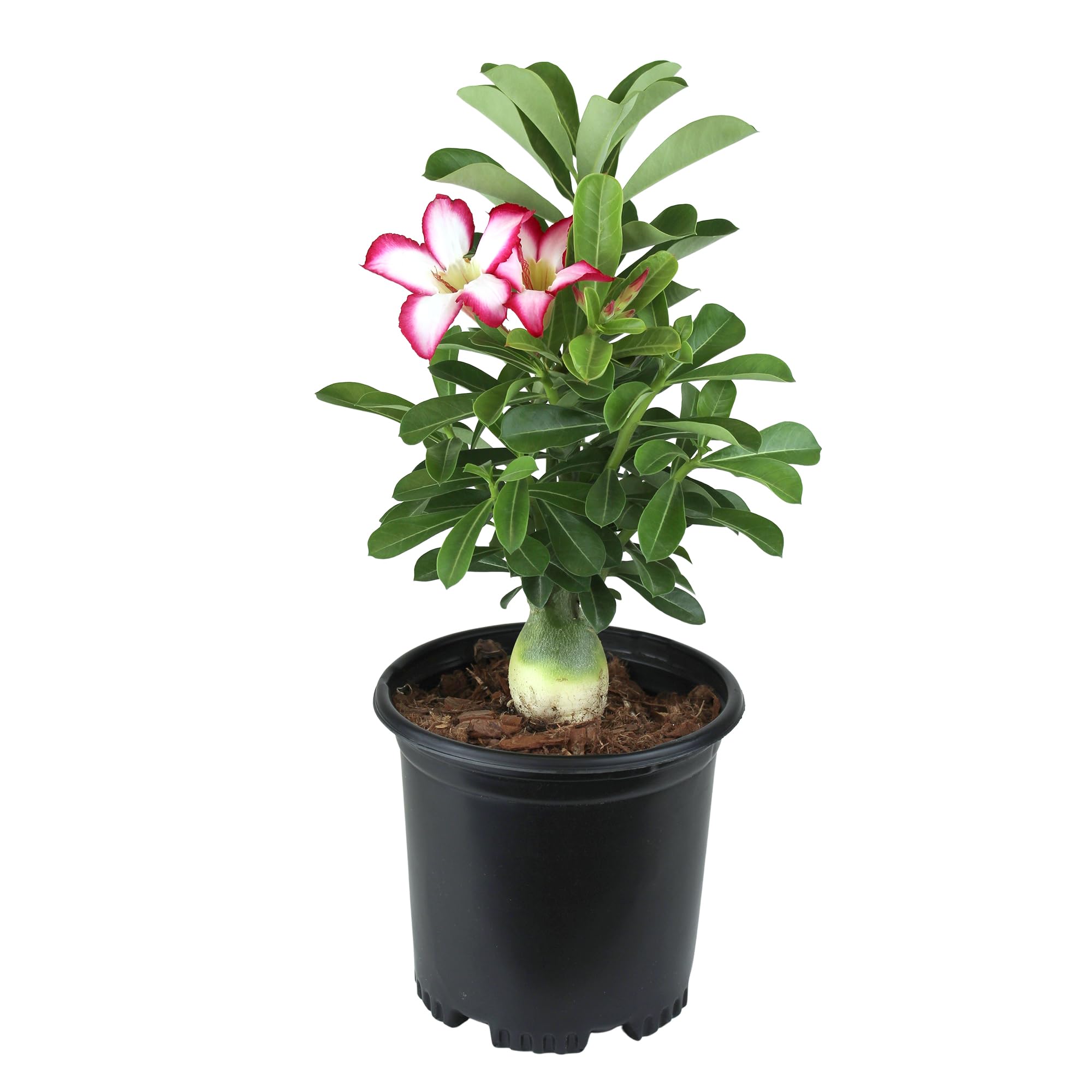 Picotee Pink & White Desert Rose Plant Live Succulent, 1 Gal Grower Pot, Adenium Desert Rose Plant Live Indoor Houseplants & Outdoor Succulents, Easy Care Flowering Plants by Plants for Pets