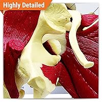 Vista 2 de Humano Mini Muscled Joint Anatomical Model Set #1900