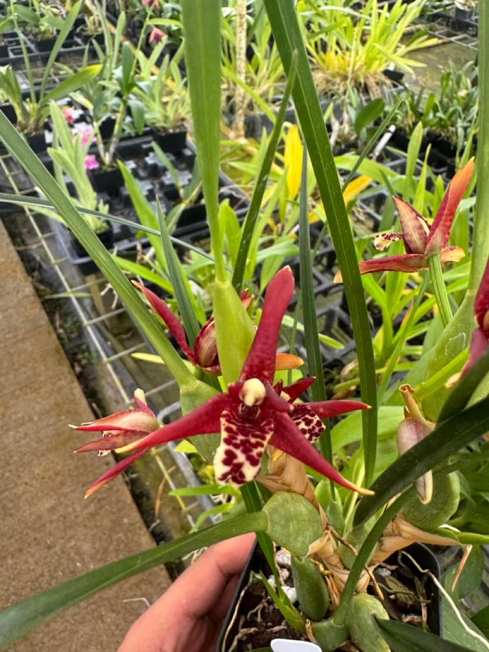 Coconut Orchid Maxillaria tenuifolia Fragrant Plants Comes in 4" Pot