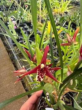 Aloha Hawaii Orchids Maxillaria tenuifolia
