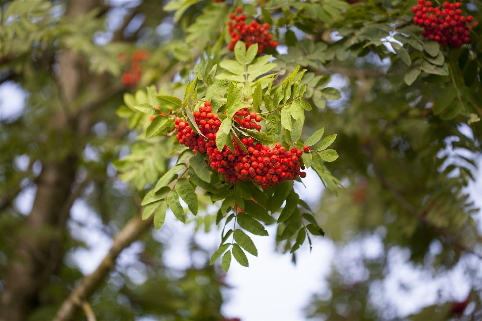 Eberesche Sorbus aucuparia Edulis 80-100 cm Zierbaum winterhart