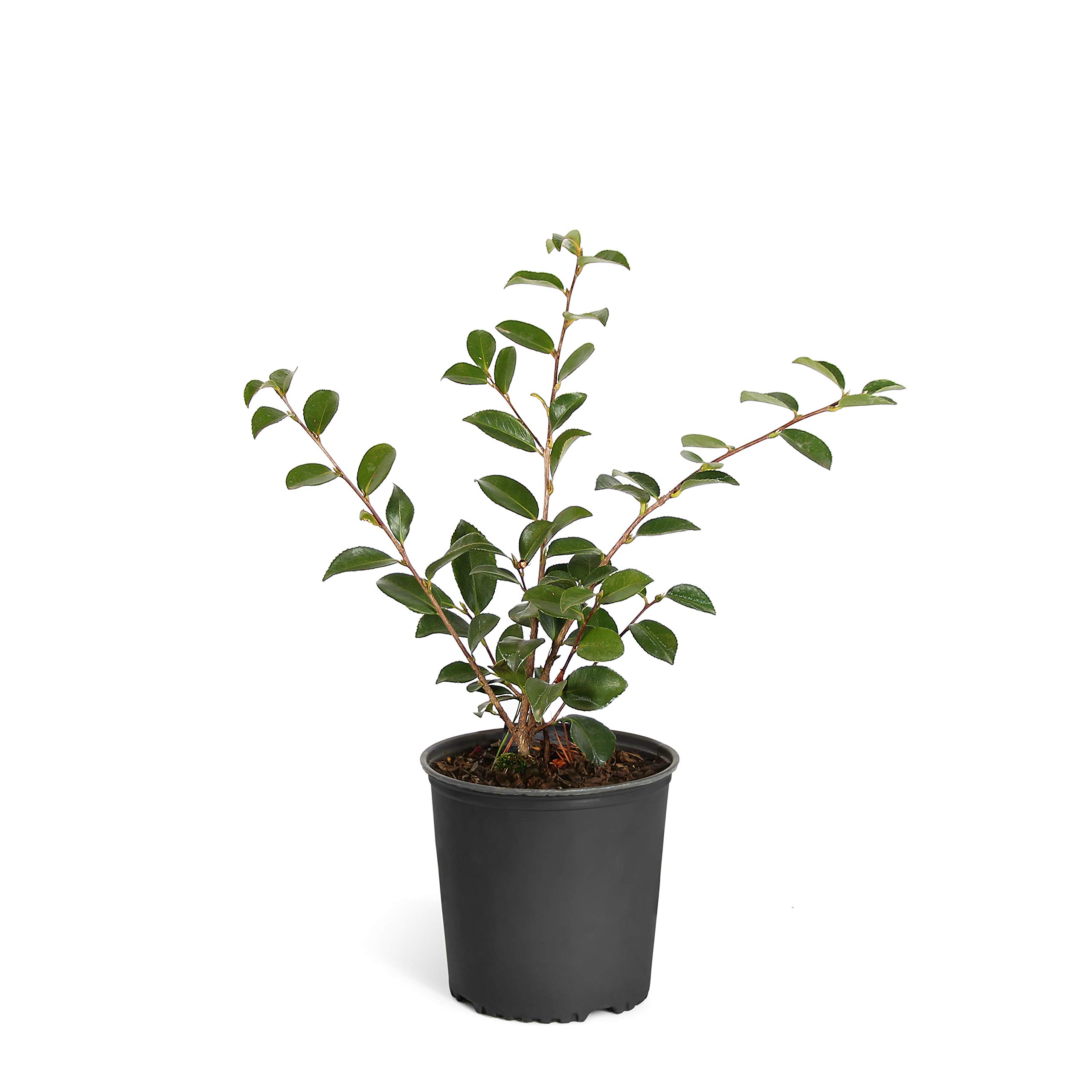 Amazon.com : Brighter Blooms - Shi Shi Gashira Camellia