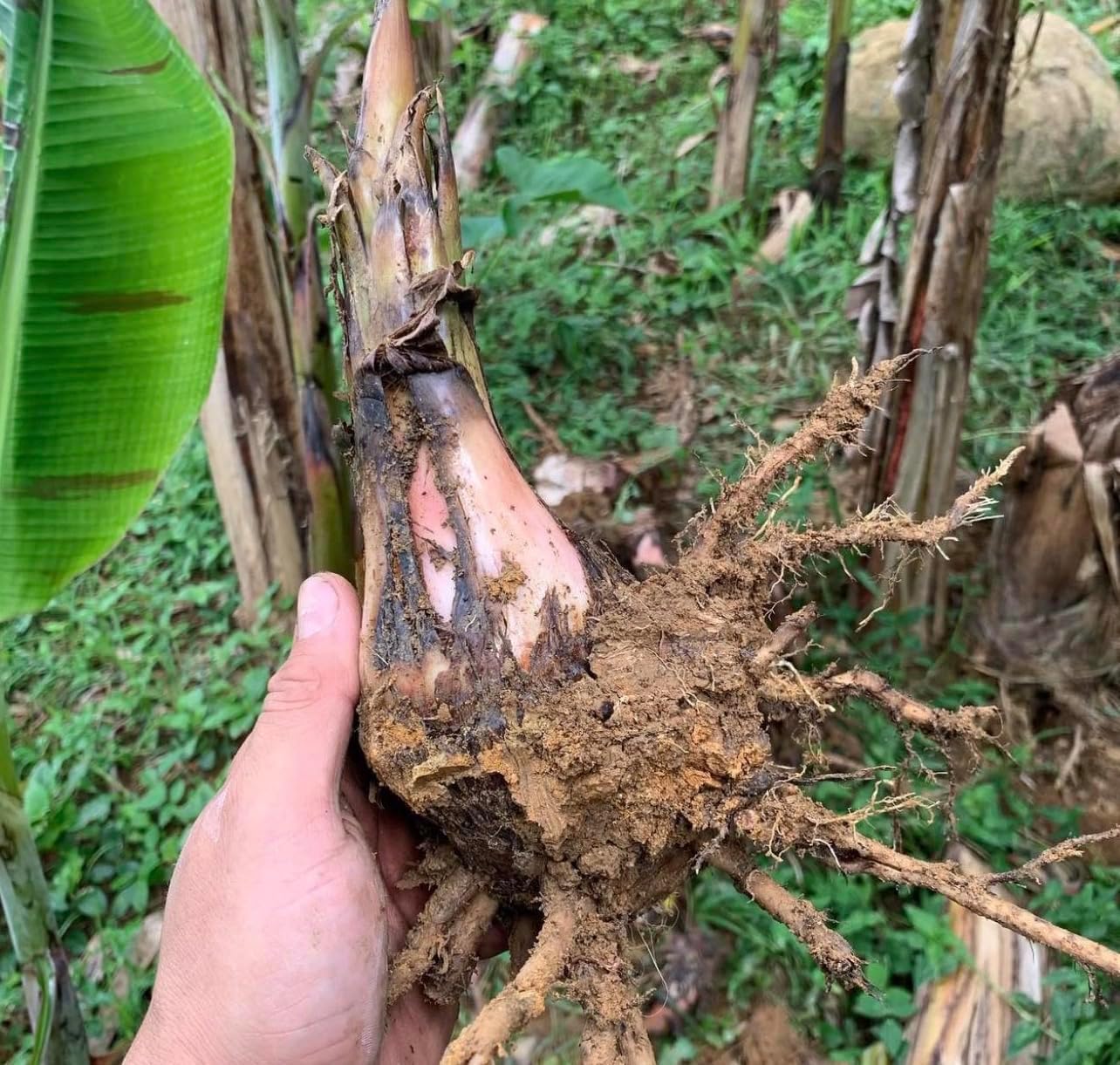 Maricongo Plantain (musa Paradisiaca) Seed Platano maricongo Live Plant Tree (10in-18in) Plant