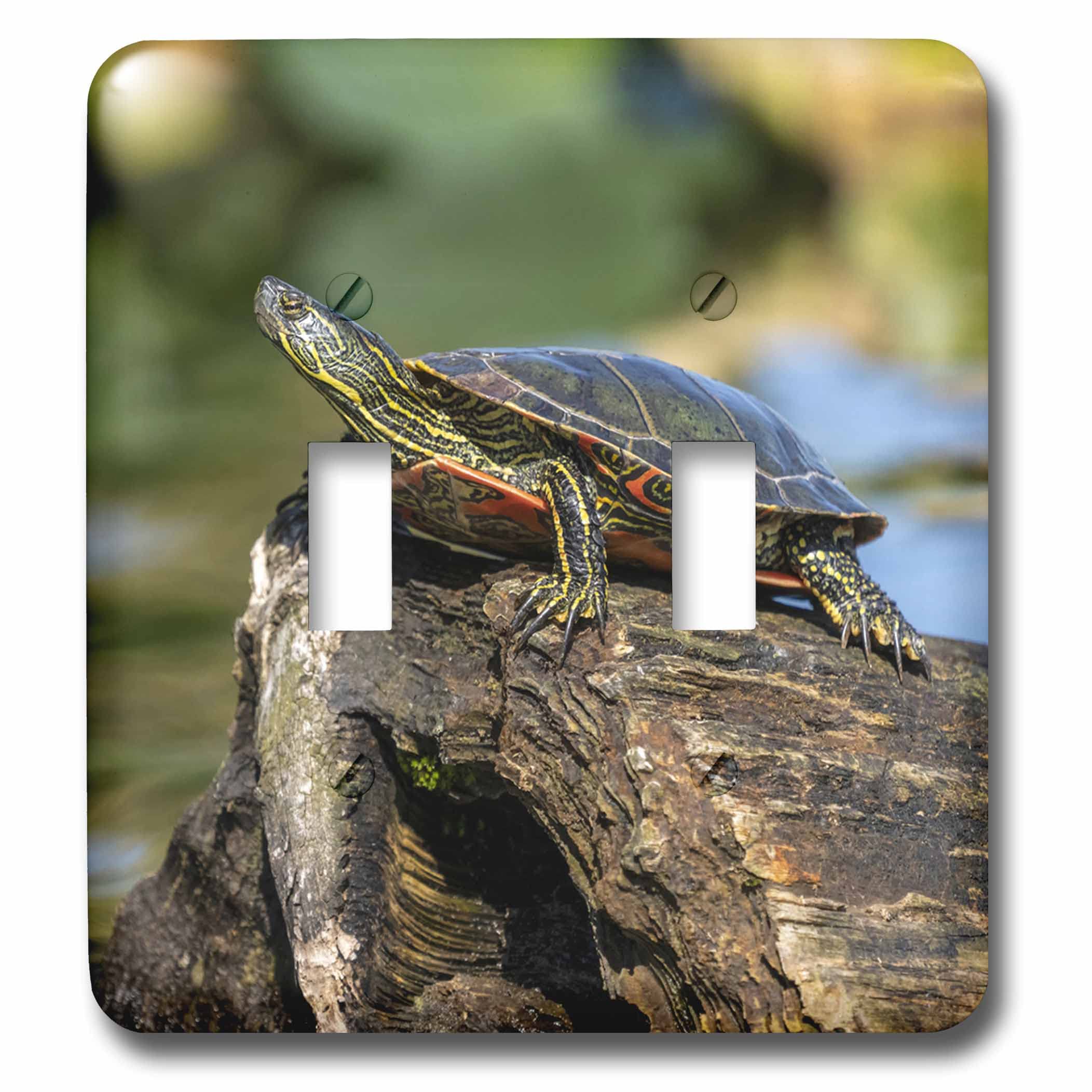 painted turtle lighting