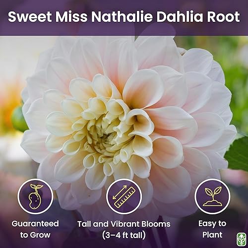 Miniatura 2 de Sweet Miss Nathalie Pink Dahlia - Tubérculo de raíz desnuda de 5 galones - Hermosas flores rosas para plantar en primavera 2025 - Tubérculo grande