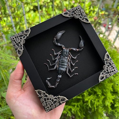 Miniatura 2 de Real enmarcado escorpión muerto insecto seco escarabajo amante marco negro caja de sombra taxidermia rareza coleccionables espécimen decoración de
