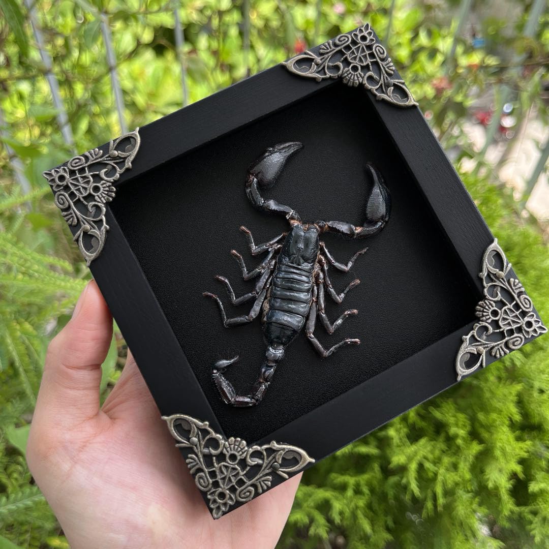 Real Framed Scorpion Dead Insect Dried Bug Beetle Lover Black Frame Shadow Box Taxidermy Oddity Collectables Specimen Decoration Reading Tabletop Wall Art Home Decor Living Gallery K12-51-DE: Scorpion #51 Black Frame
