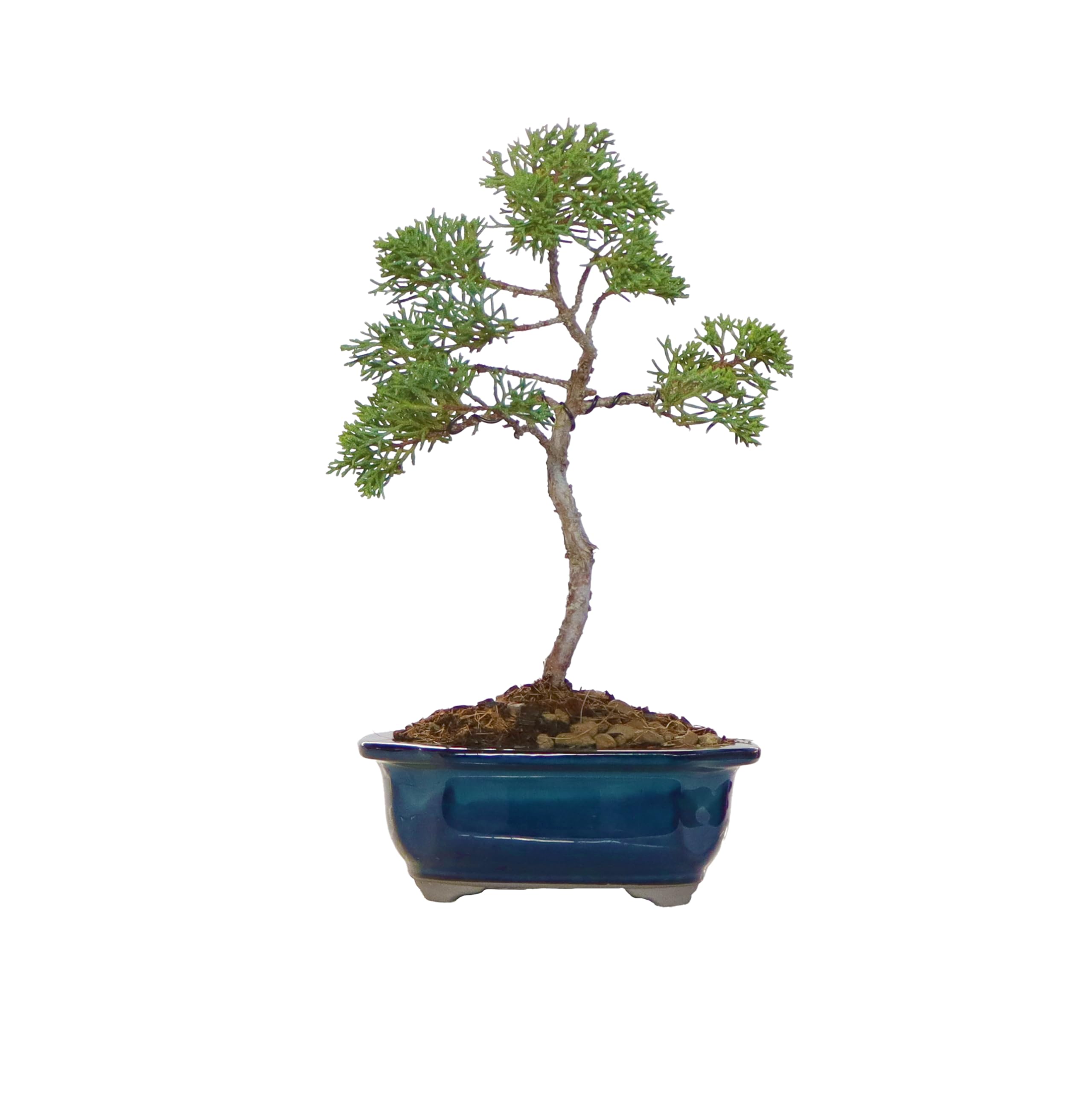 KENTIS - Bonsai di Juniperus Chinensis Kishu - Ginepro - Piante Vere da Esterno Balcone Terrazzo - Vaso in Ceramica Ø 10 cm