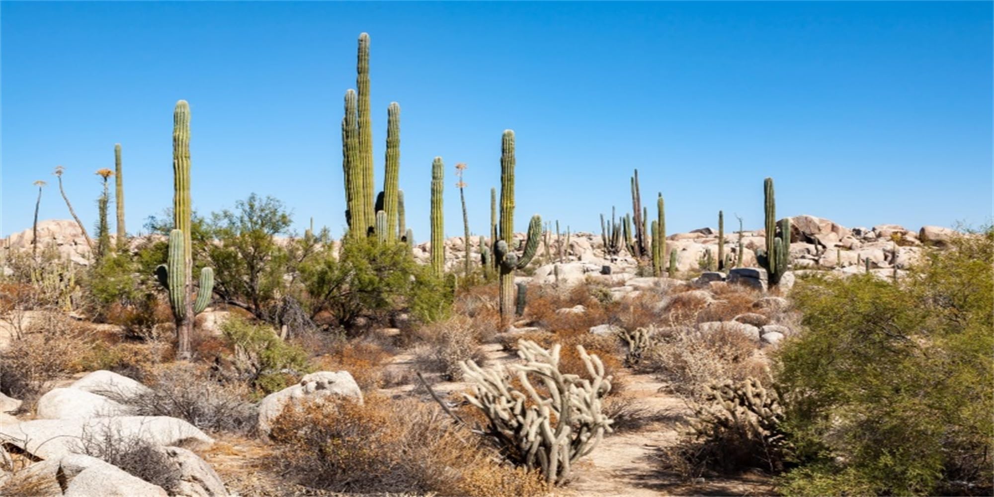 MIRRORANG 61x41cm Reptile Habitat Fish Tank Poster Background Cactus Desert Aquarium Background Decoration for Fish Tank — image 1
