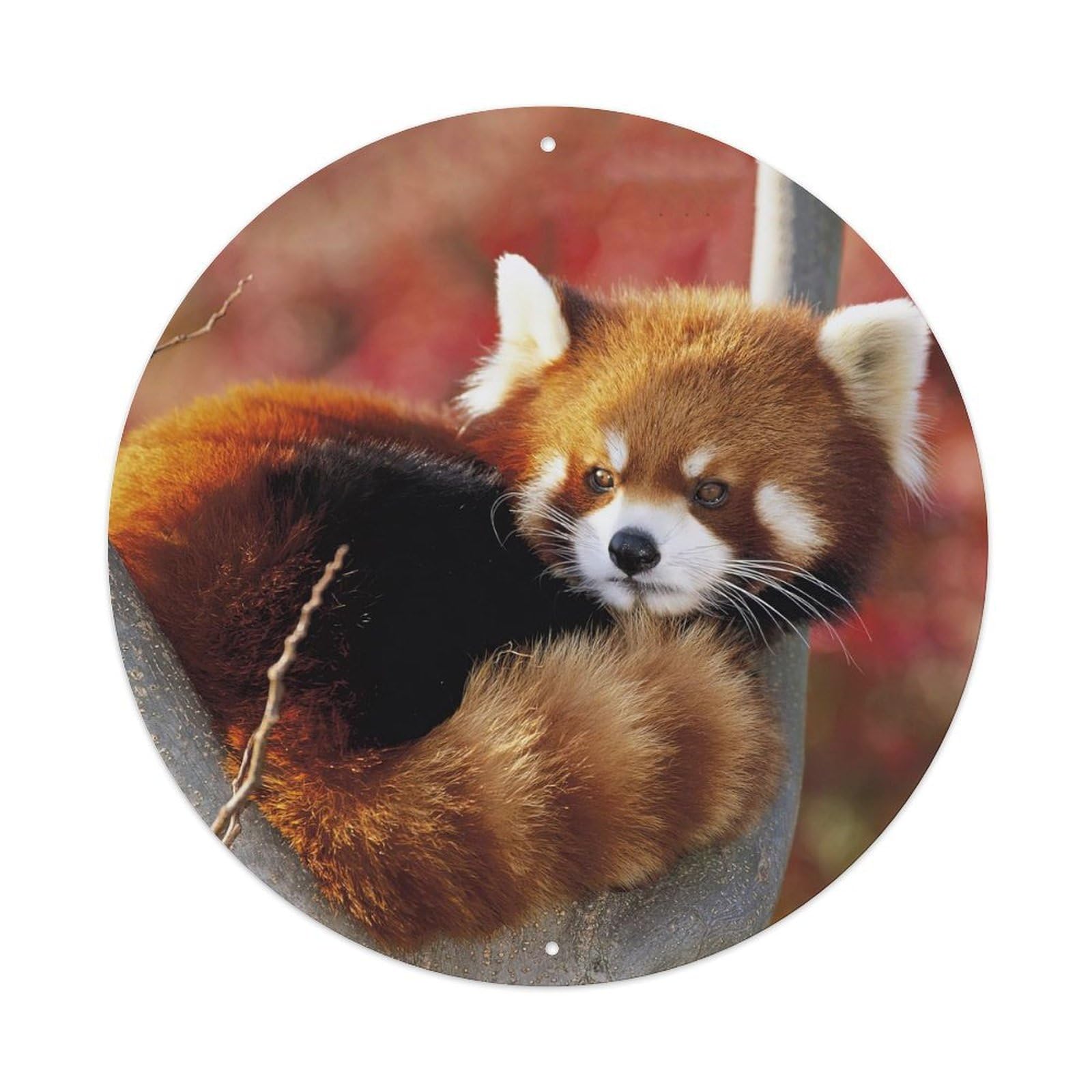 Red Panda Sleeping Tree Wildlife Photography Metal Tin Sign