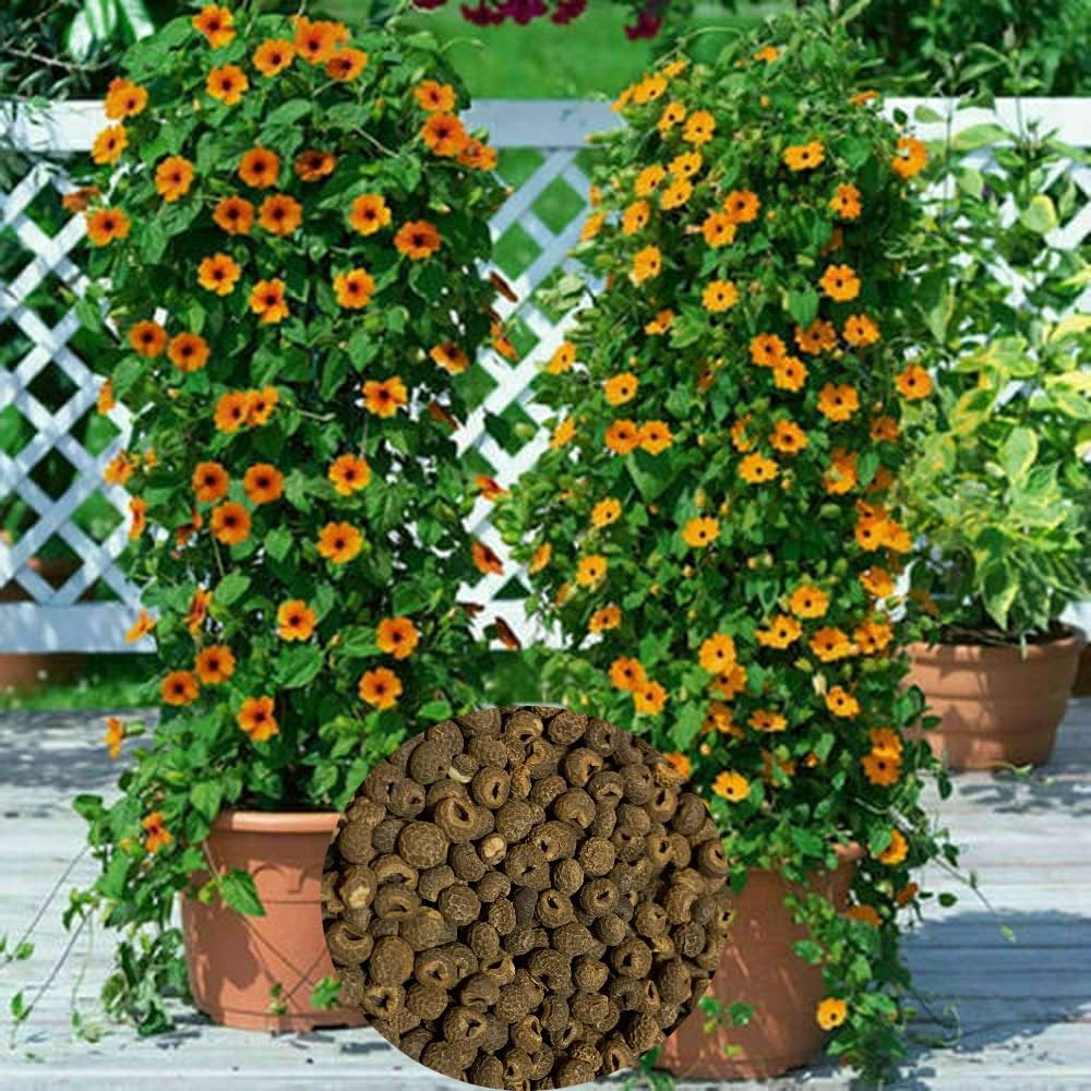 Amazon.com : 100 Black Eyed Susan Vine Seeds Thunbergia Alata Flower :  Patio, Lawn & Garden