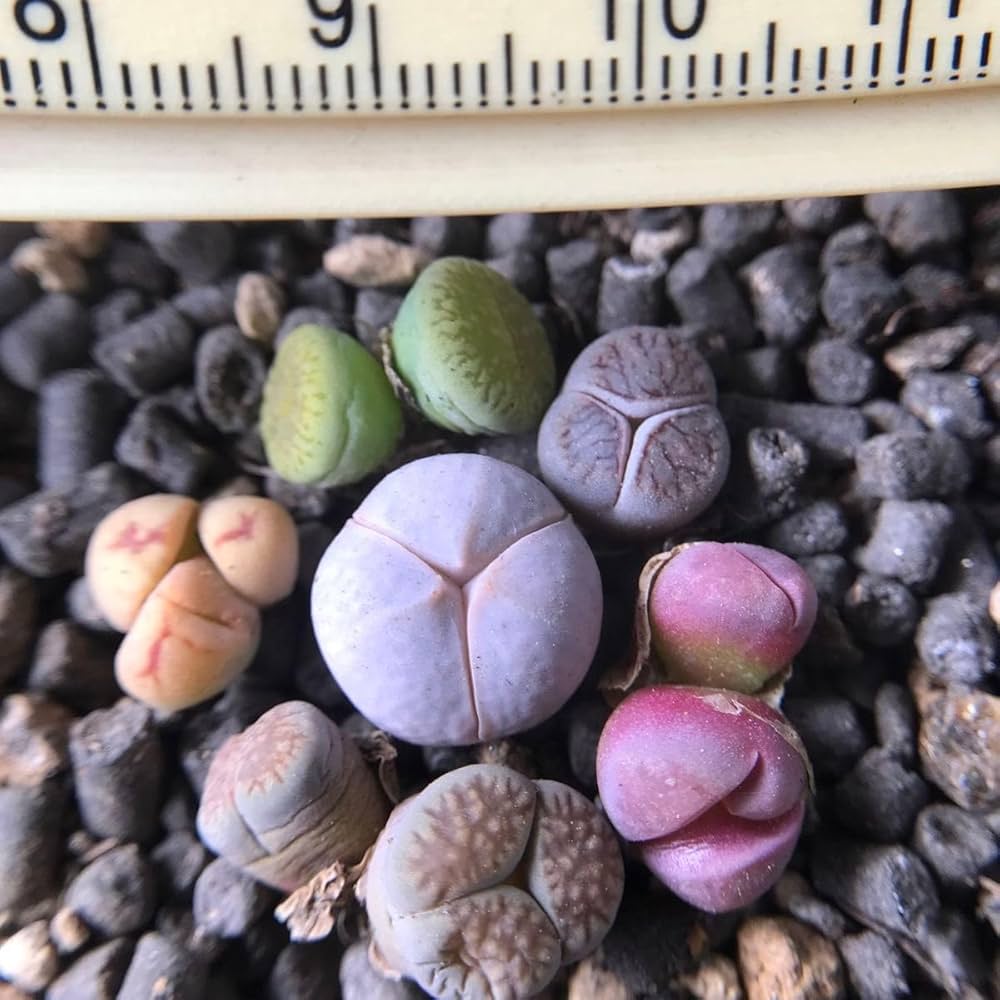 匿名配送♡レア♡ 多肉植物　リトープス　おばけ　3面　極美苗♡ 匿名配送♡レア♡ 多肉植物 リトープス おばけ 3面 極美苗♡