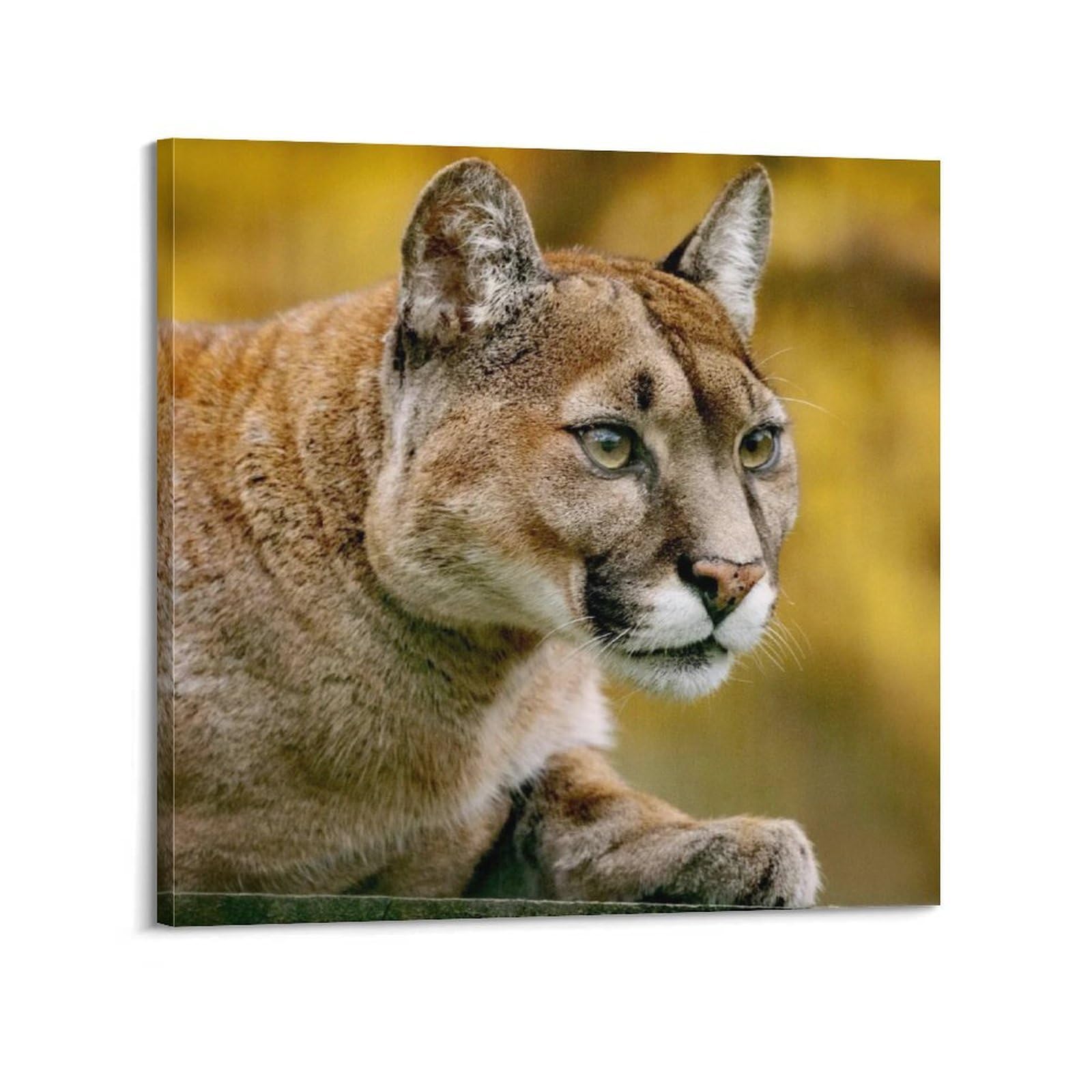 XKUGA Wild Felines Poster Cougar Big Cat Habitat Modern Decorative Canvas Prints - Ideal Wall Art for Family, Man Cave, Game Room, Boys & Girls Bedroom 24x24inch(60x60cm)