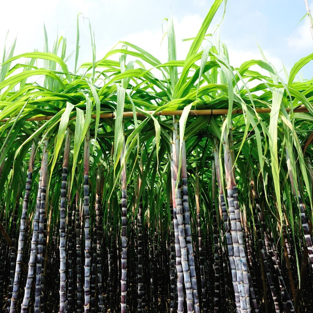20 Purple Sugar Cane Plants Live, Sweet Sugarcane Cuttings 2-3 Inch Tall for Growing Outdoor, Sweet Edible Stalks, No Ship to CA