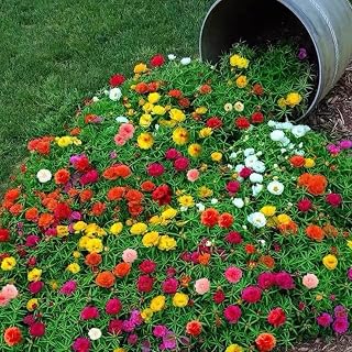 NO-GMO 450 Seeds, Double Moss-Rose Purslane Mixed Color Flower Seeds for Planting Heirloom Seeds