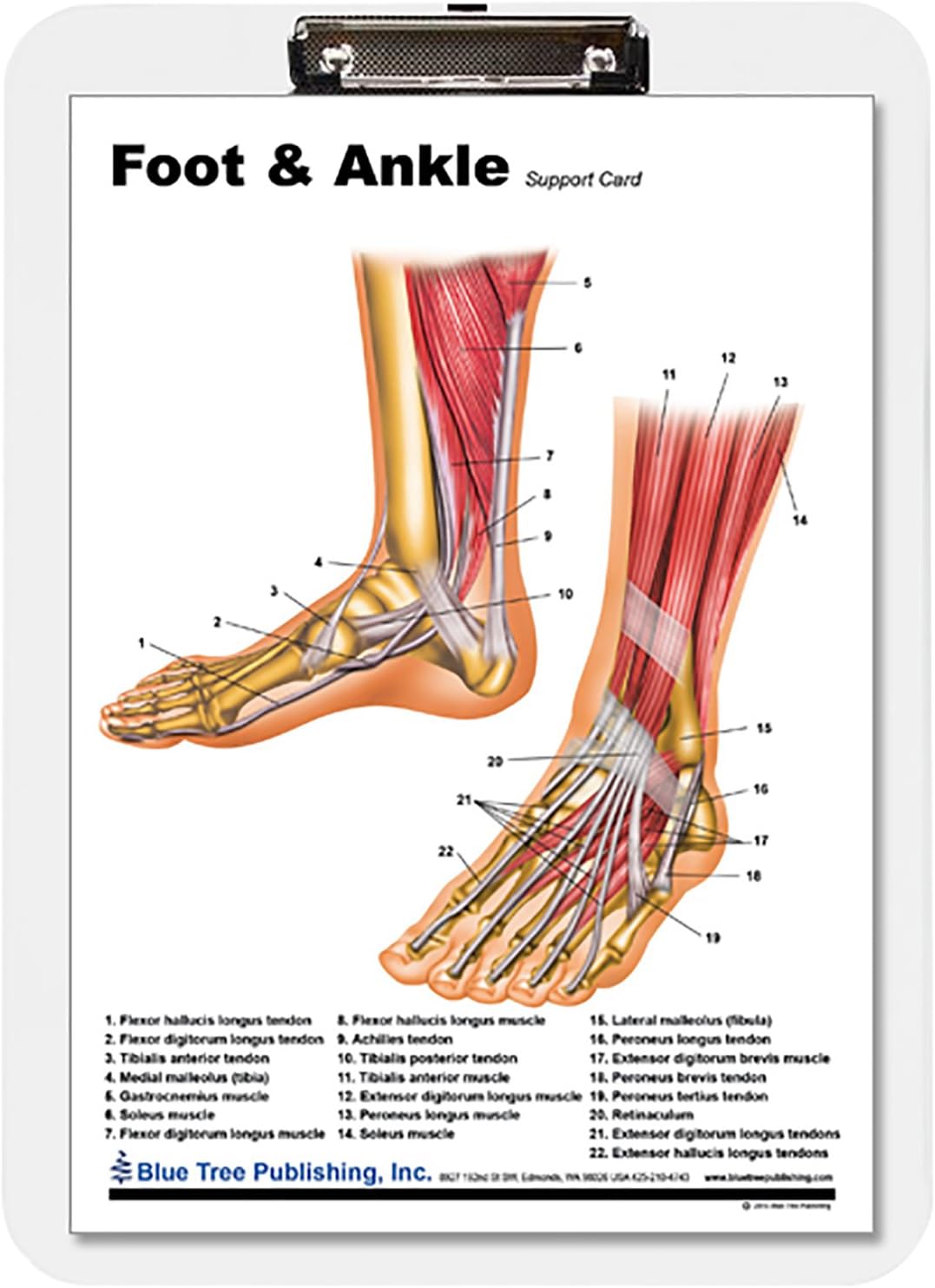 Blue Tree Publishing Foot and Ankle Anatomical Chart Clipboard 9 * 13.25inch, dry erase, insert replaceable