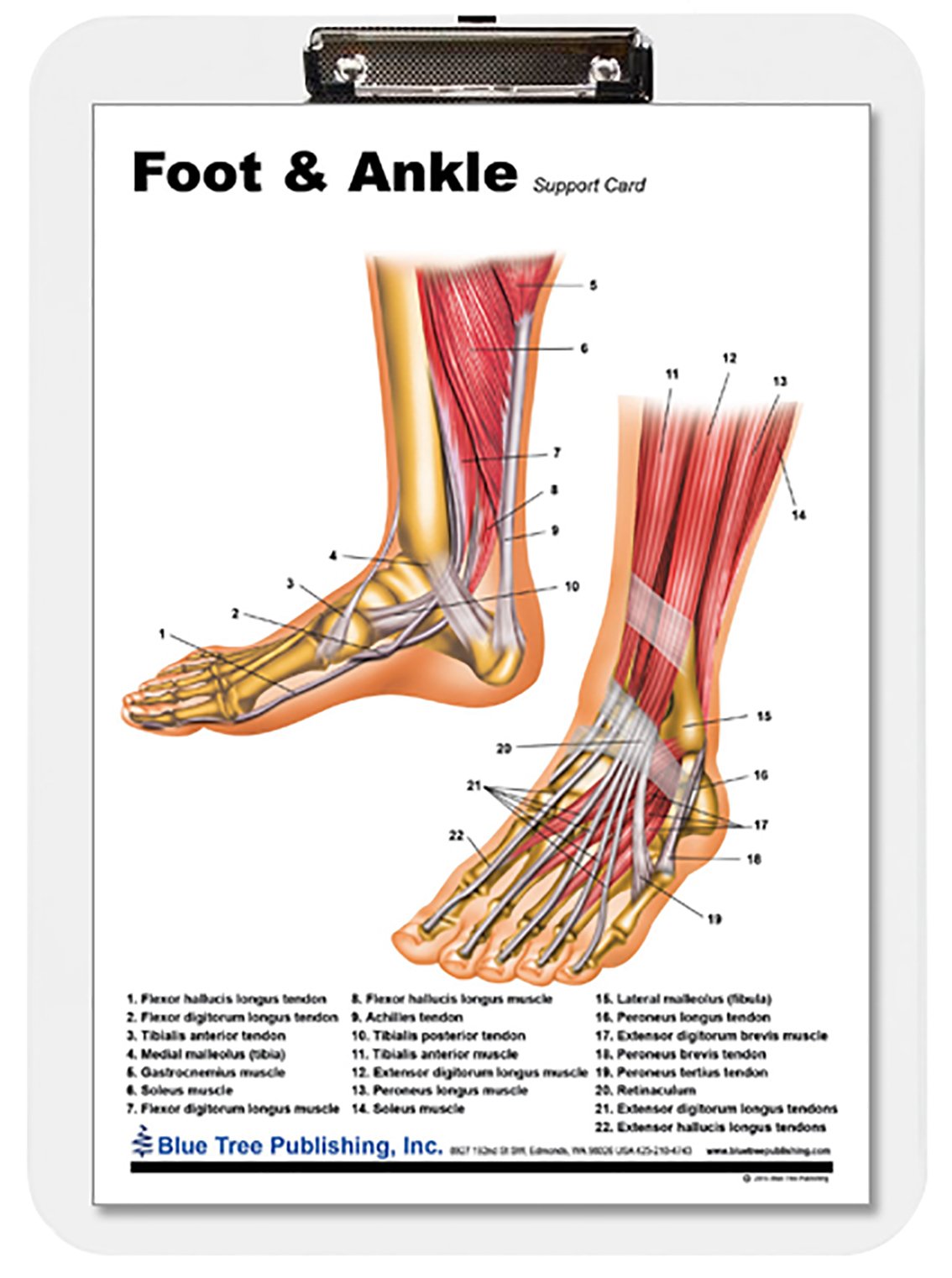 Blue Tree Publishing Foot and Ankle Anatomical Chart Clipboard 9 * 13.25inch, dry erase, insert replaceable
