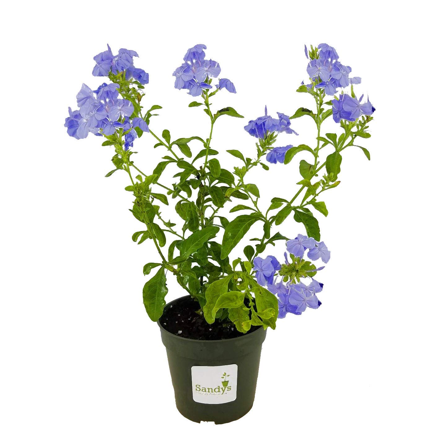 Plumbago Auriculata Imperial Blue 6 plants in 4-inch pots